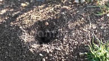 蚂蚁在巢里<strong>奔跑</strong>，大蚂蚁和蚂蚁<strong>奔跑</strong>，蚂蚁窝和许多蚂蚁<strong>奔跑</strong>，